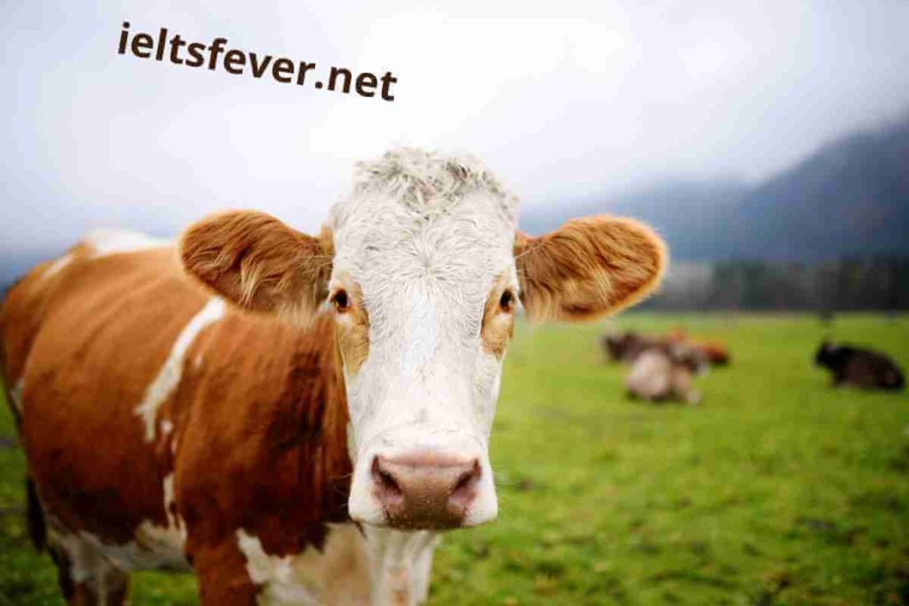 Farm Animals & Wild Animals IELTS Speaking Part 1 Questions With Answers (1)